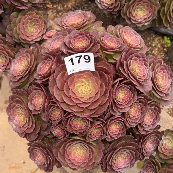 179万圣节30厘米左右