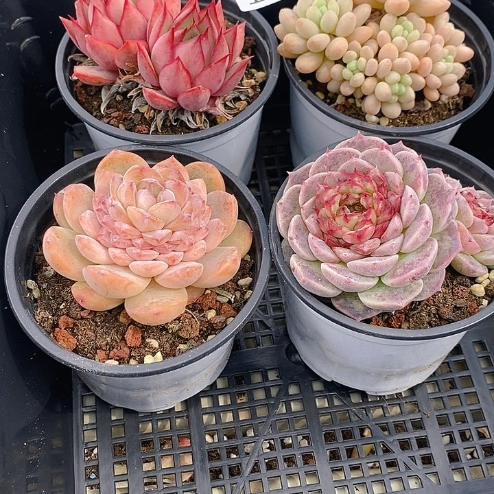182 3多肉植物盆栽花卉植物