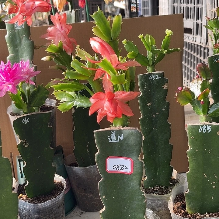 飘***雪当前无花朵，栽培后可花朵道恩