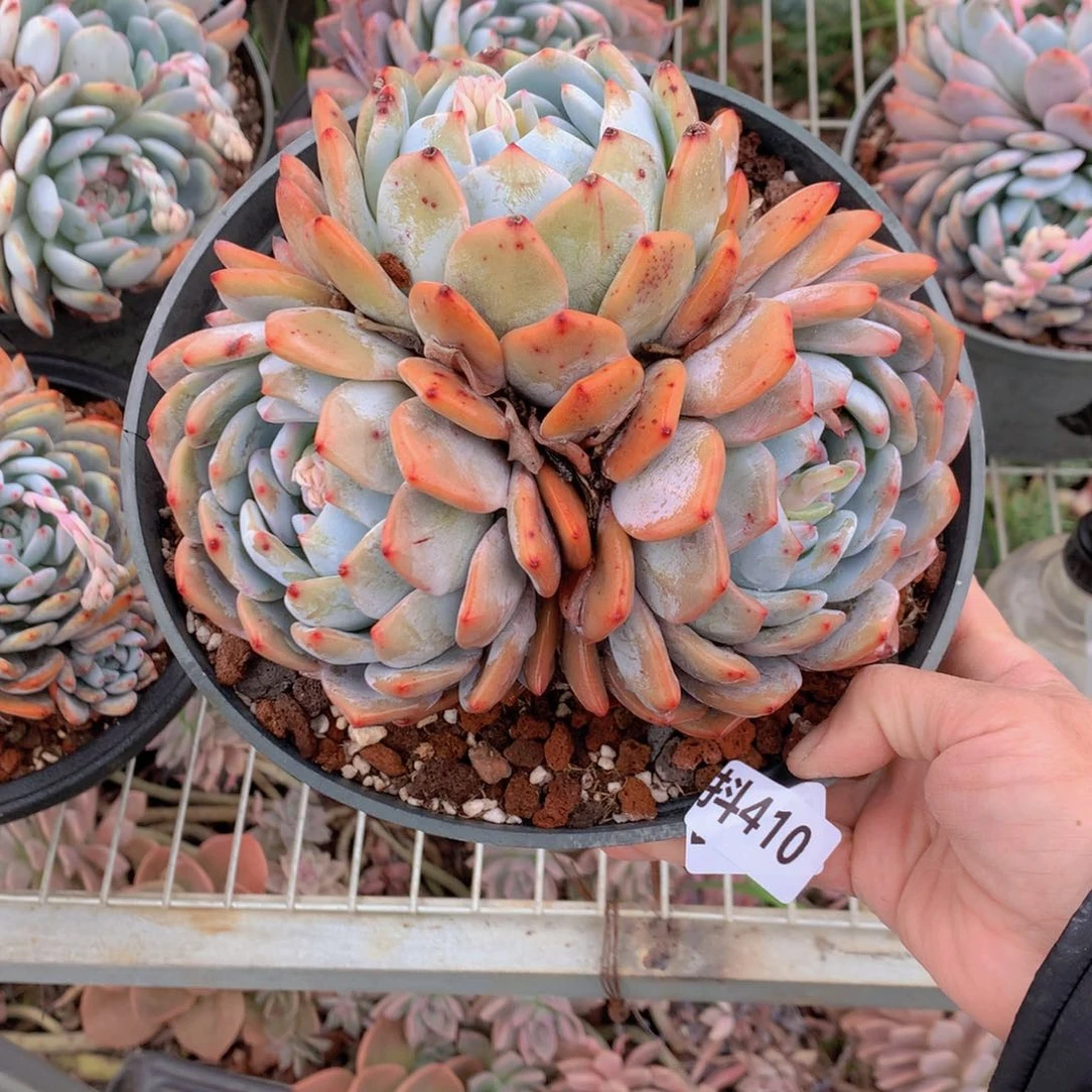 410多头一个小时左右即可享受以下