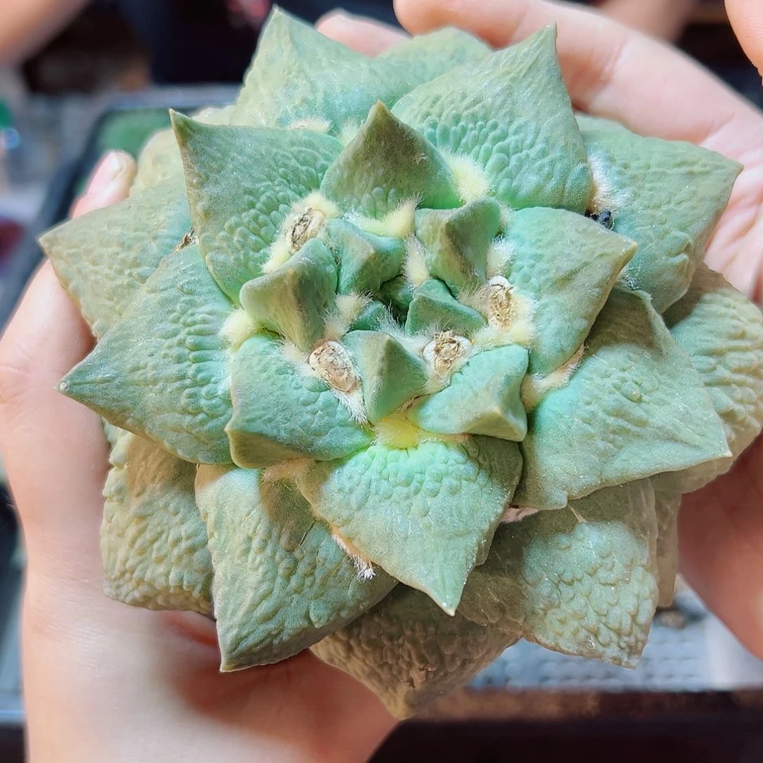 6号自根牛舌13公分