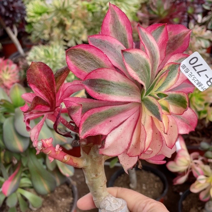 770魅影有砍嫁接多肉12345678