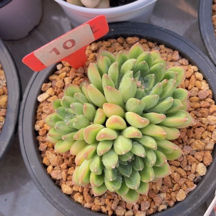 健健康康平平安安