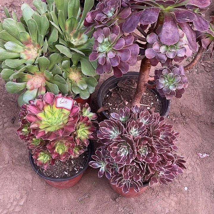 620多肉植物组合，