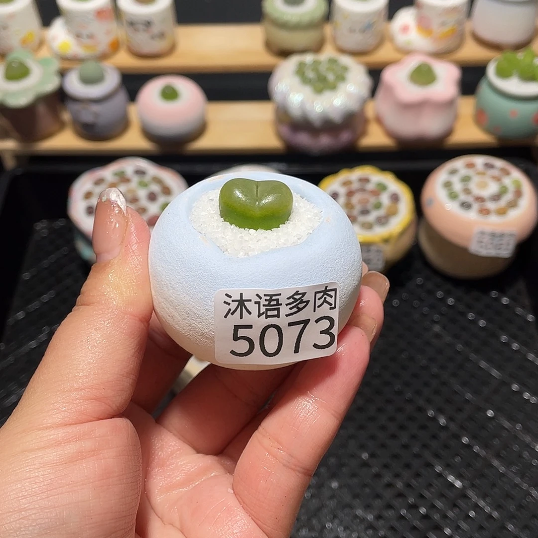 ****瓜带盆土植物 一物一拍5073