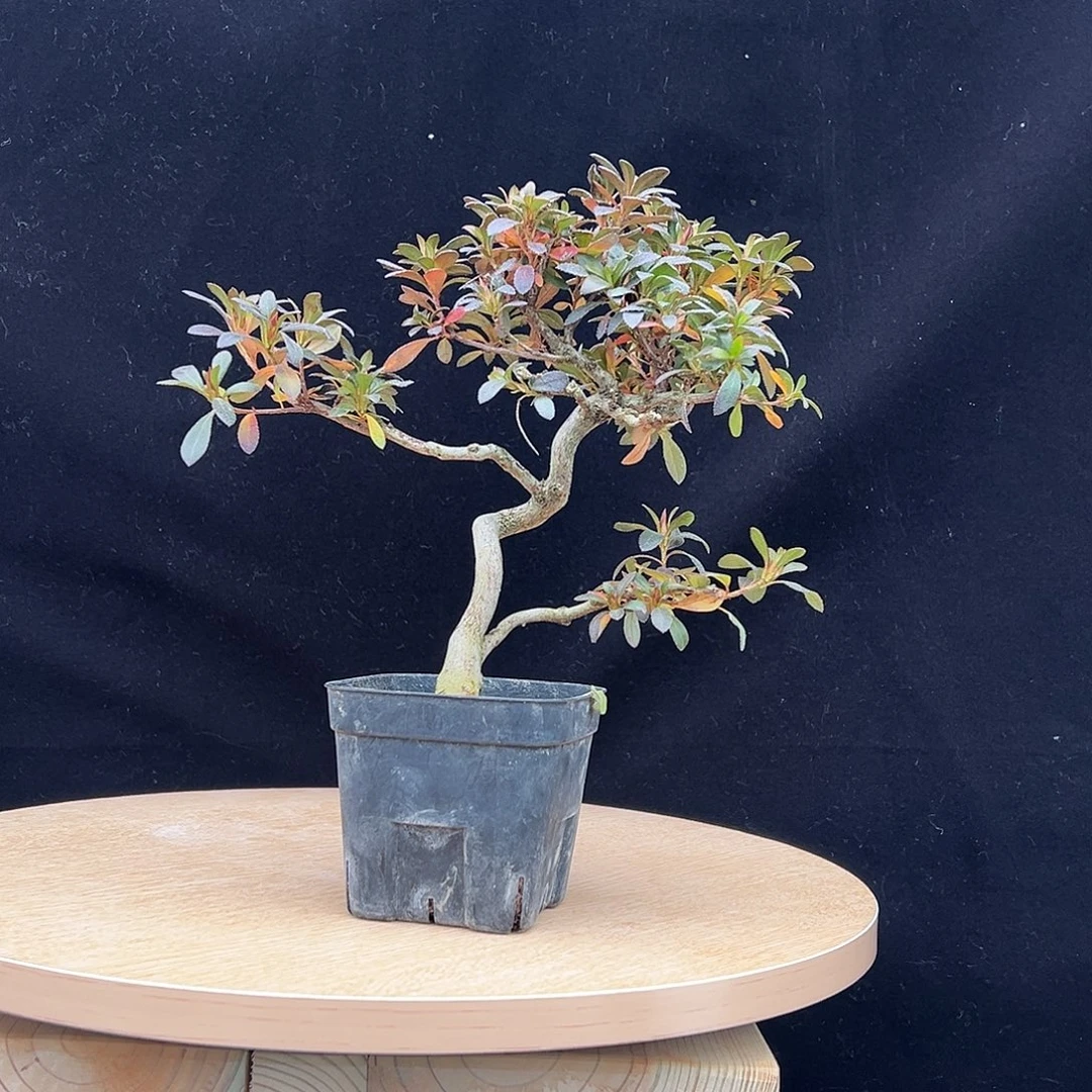 无花朵盲盒文人一颗