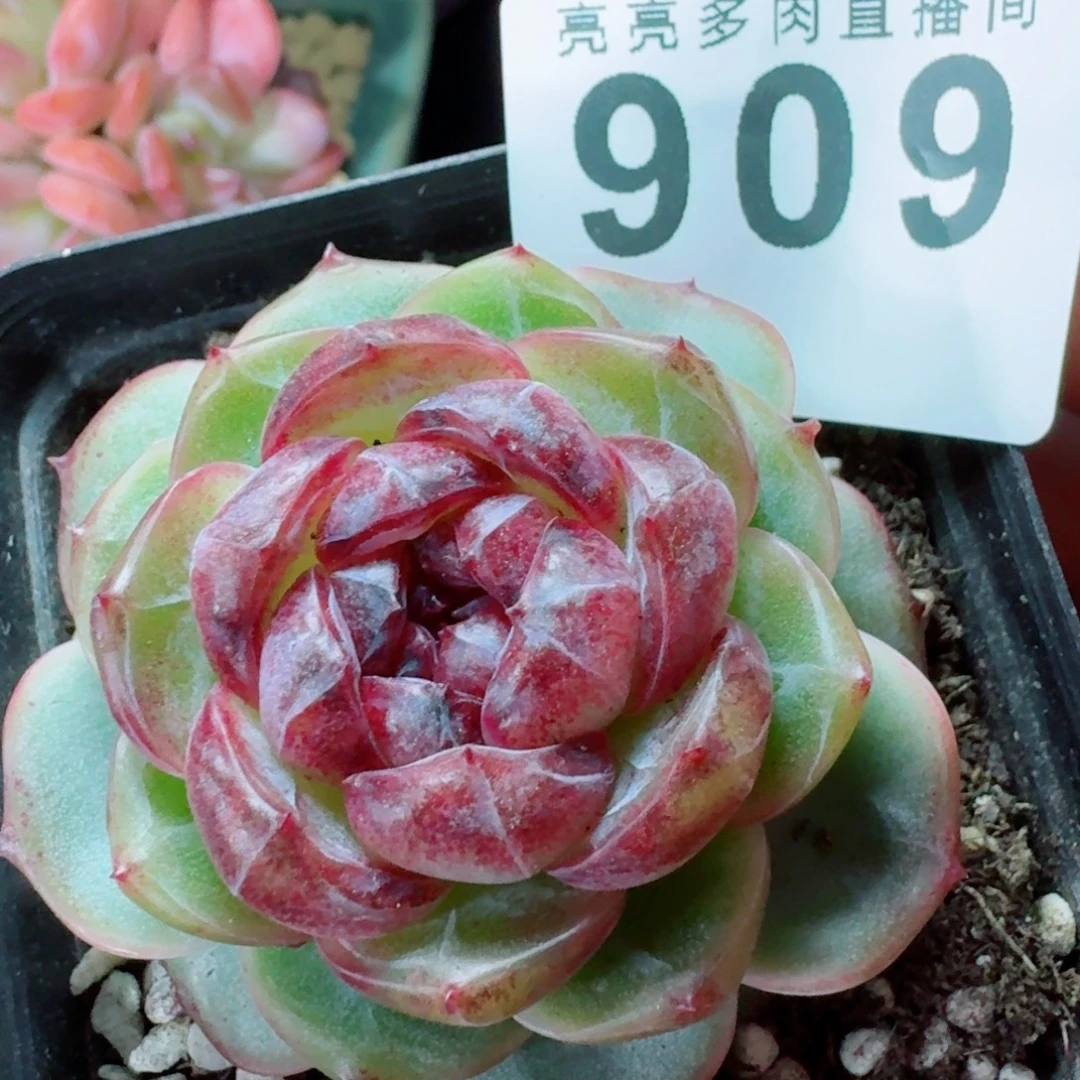 幽灵公主      愿你一路坦途，乘风破浪展宏图