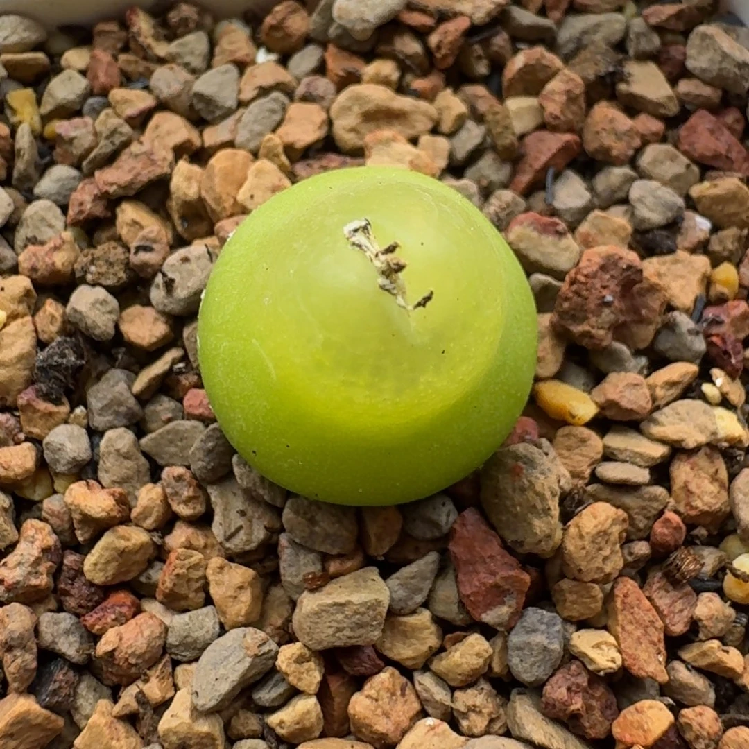云缦精品番杏16.24 大葫芦1.5cm