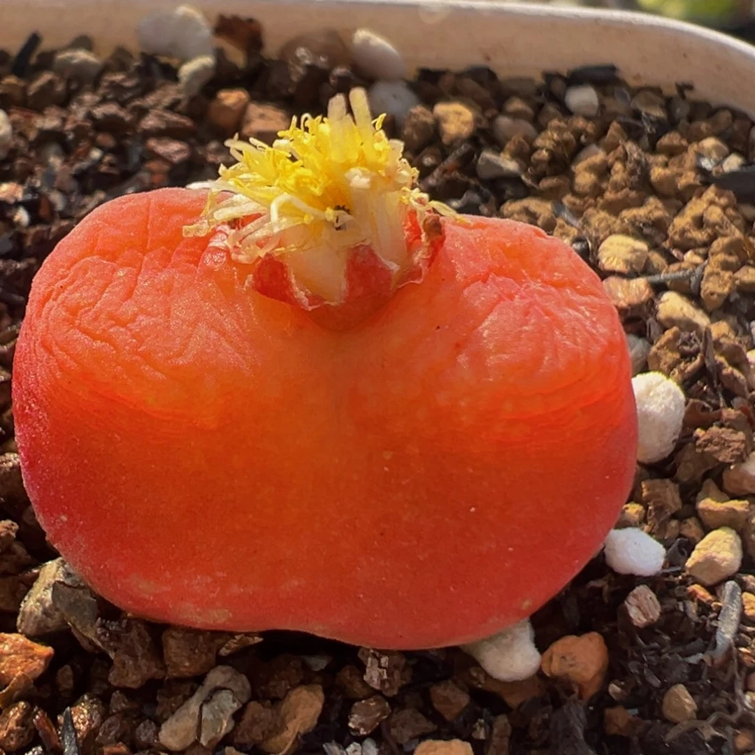 80多肉植物百科水蜜桃1430.5