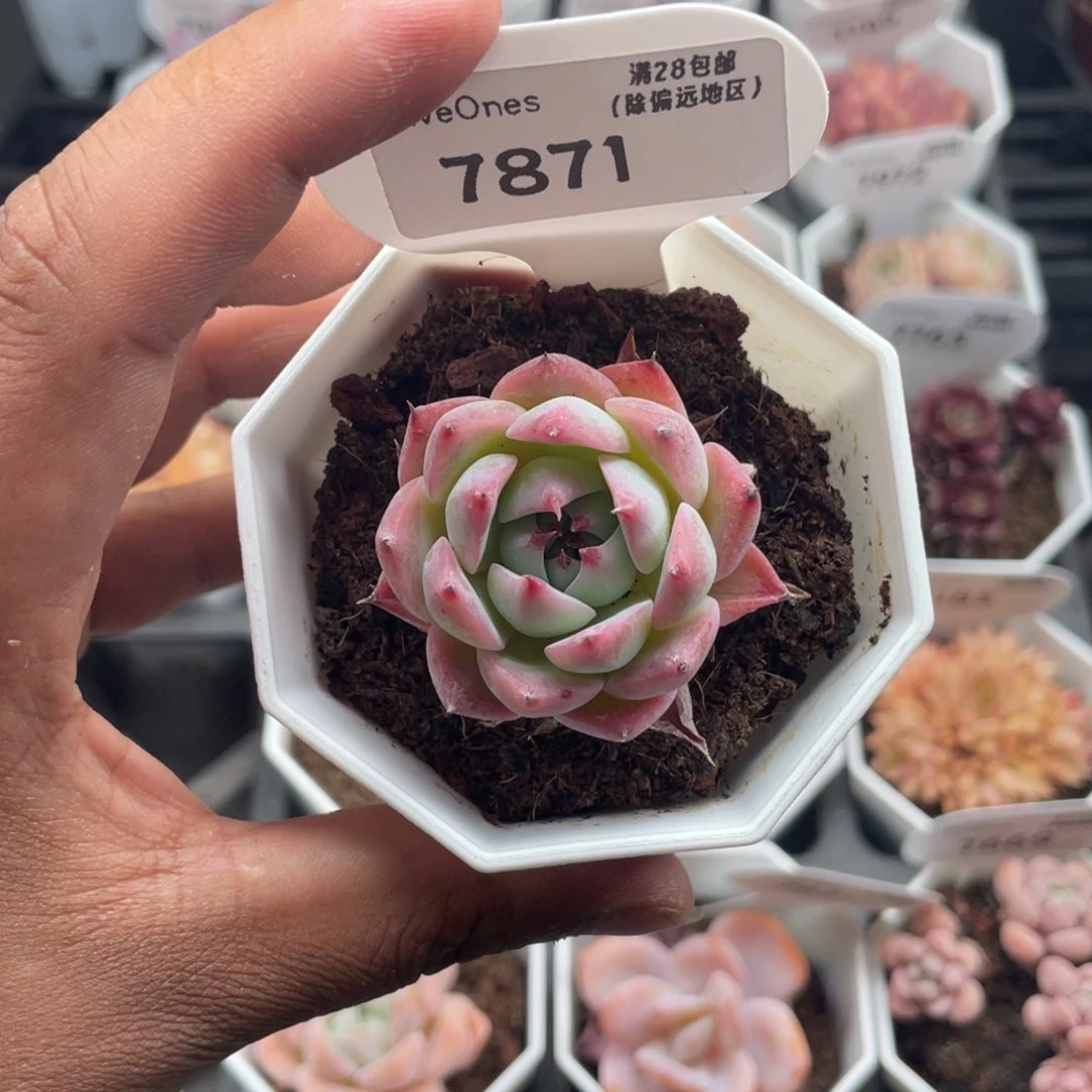 7871吉娃娃4.0厘米