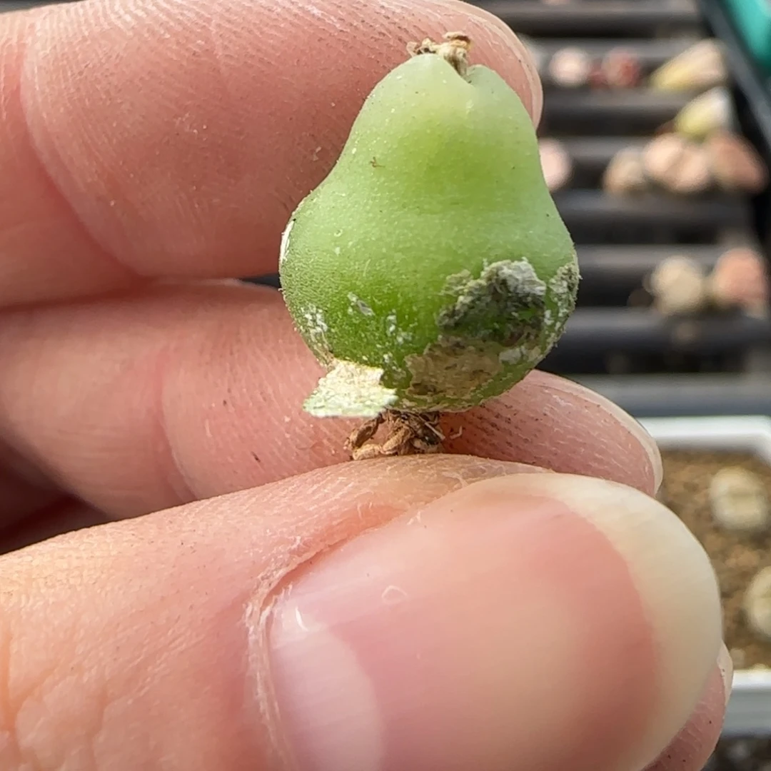 11.20。 萌肉大葫芦。8031