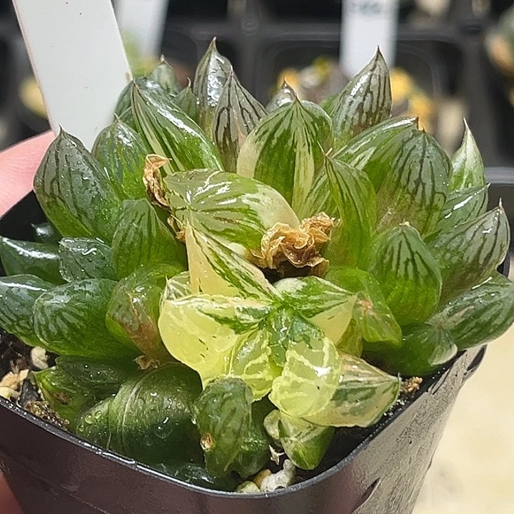 434多头樱梦湖玉露锦