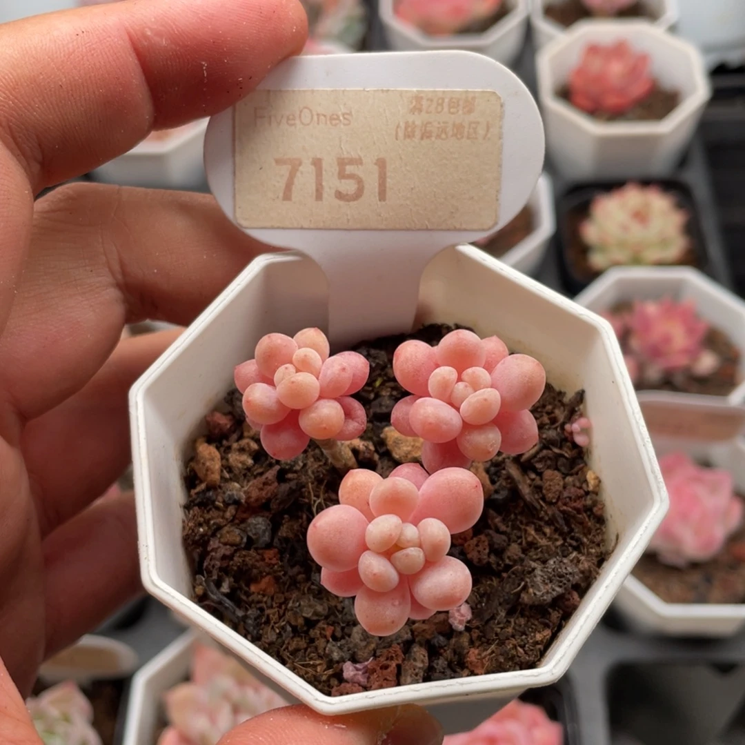 鱼子酱7151-4厘米