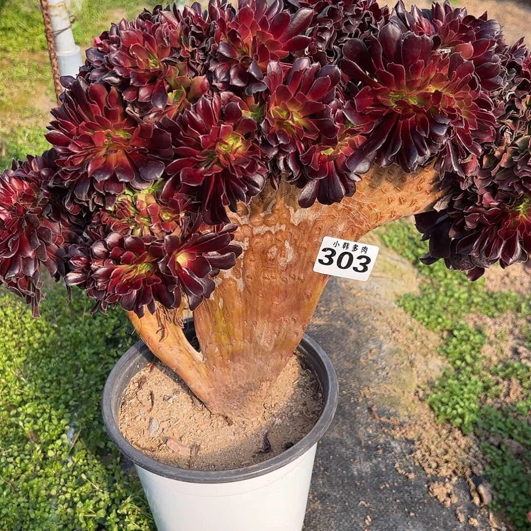 至***奴303欧紫缀化法师一颗