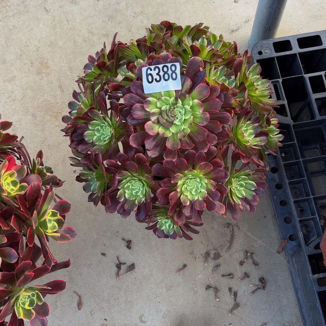 无花朵6388绿体水墨画11111