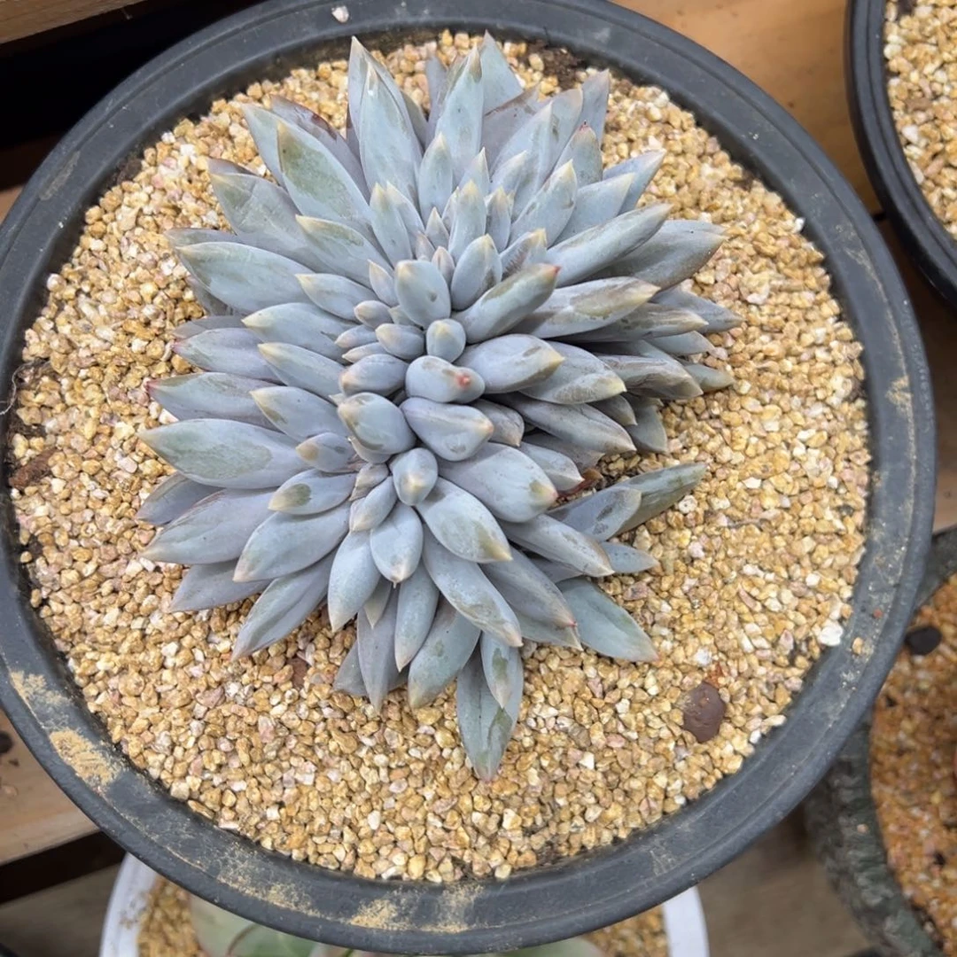 哥特萝莉 缀化 夏鸣园艺