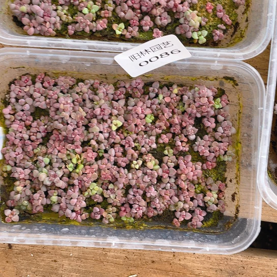 d***5多肉植物多肉植物86