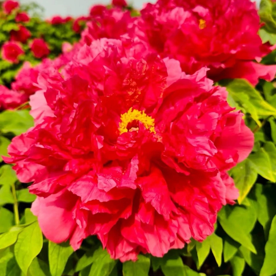 旭港 牡丹丛生苗 庭院盆栽地栽 先发肥料 中秋发苗