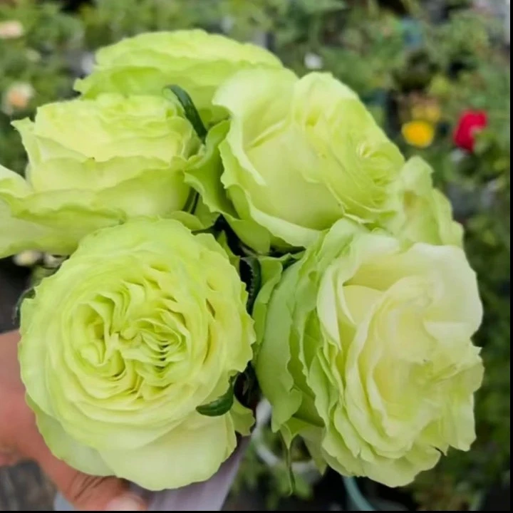 小乔切花灌木月季奶绿色花卉盆栽蔷薇月季玫瑰阳台庭院多季节开花