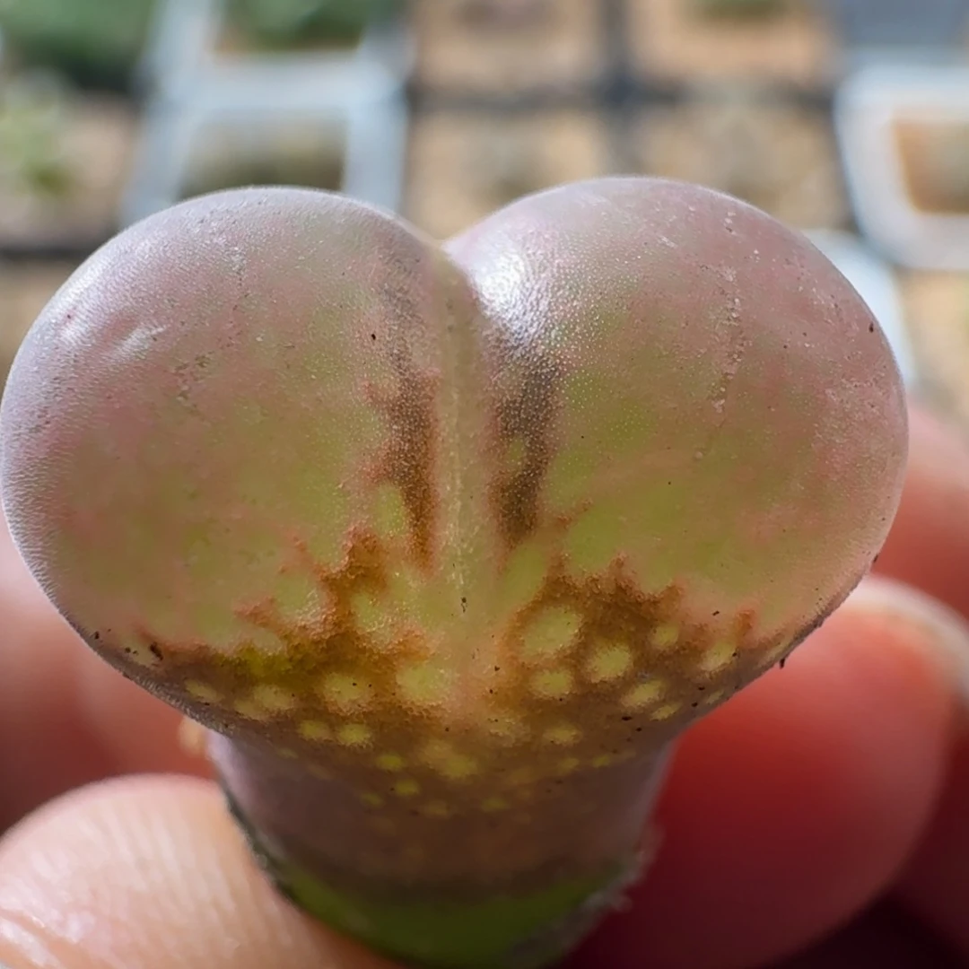 3137风铃玉肉锥植物