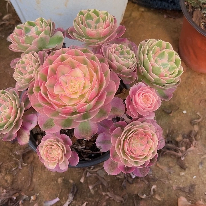 精品多肉植物倾城