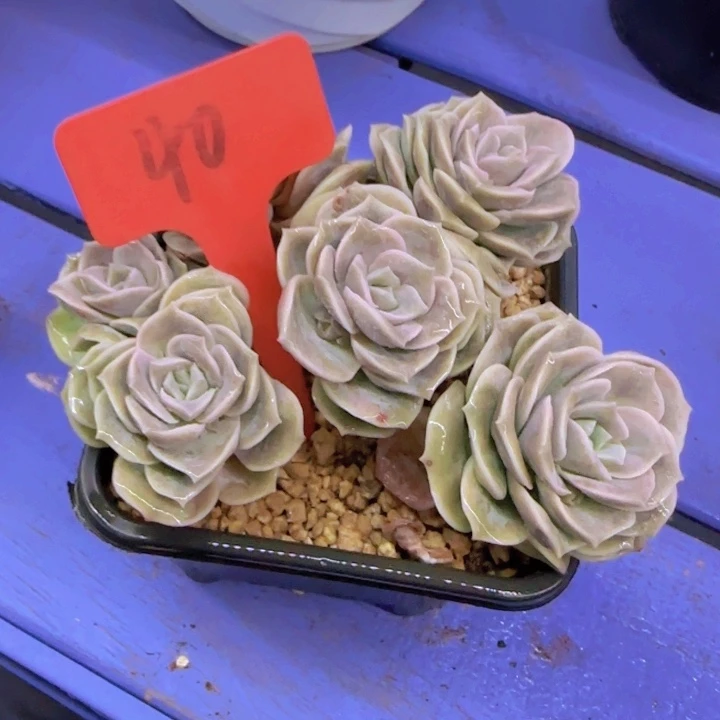 笼***?40多肉植物一物一拍