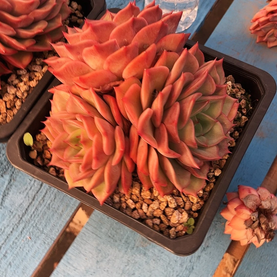 开****一峰多人安吉丽娜