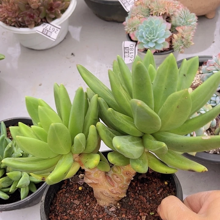 海洋之歌30127多肉植物