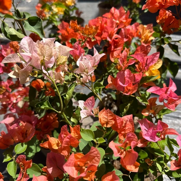 【新疆包邮】橙口红三角梅