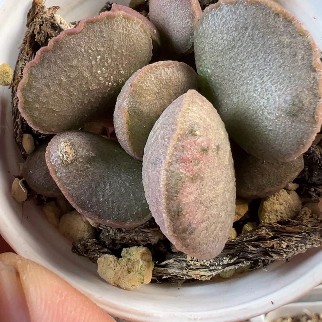 妖姬有疤特价老桩多肉植物水泡