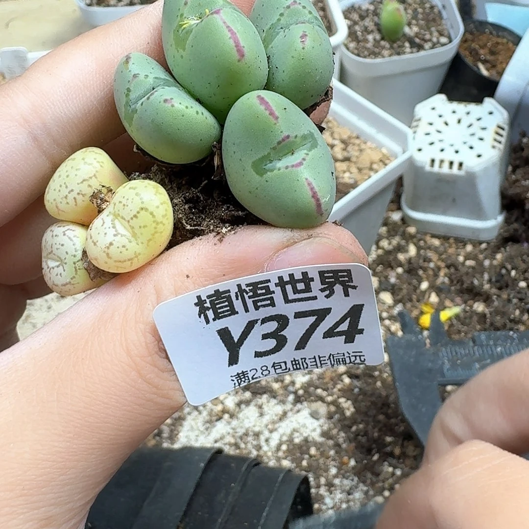 多肉植物的润泽和法