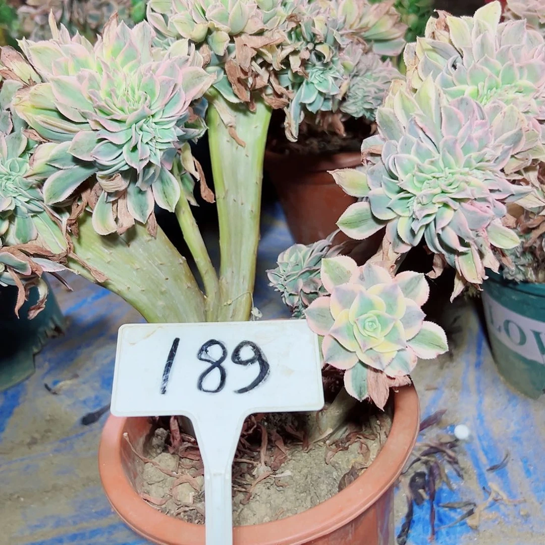 多肉植物灿烂缀花