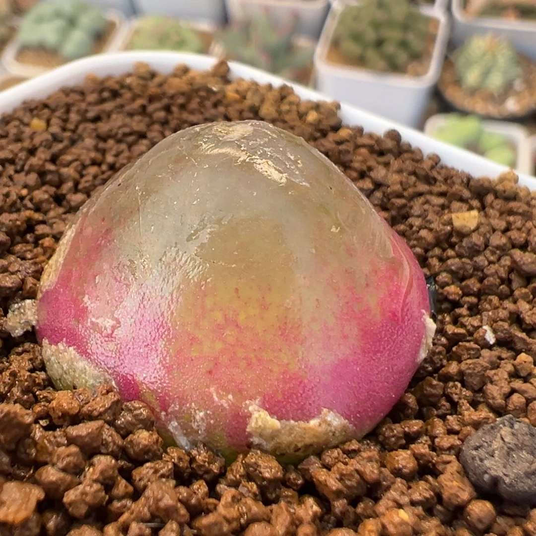 51多肉植物百科植物