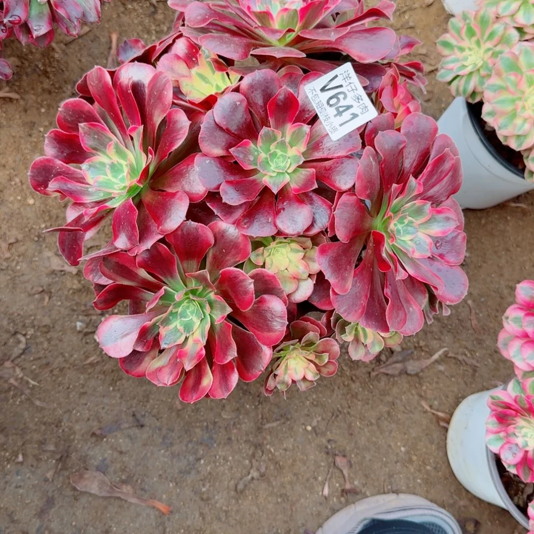 凤冠发师641冠幅28左右