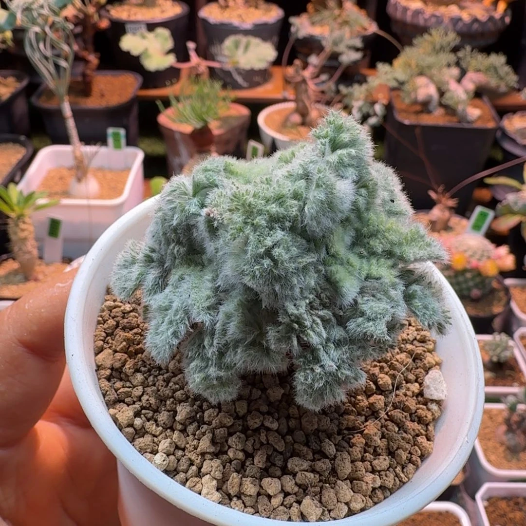 羽叶洋葵952 仙人球