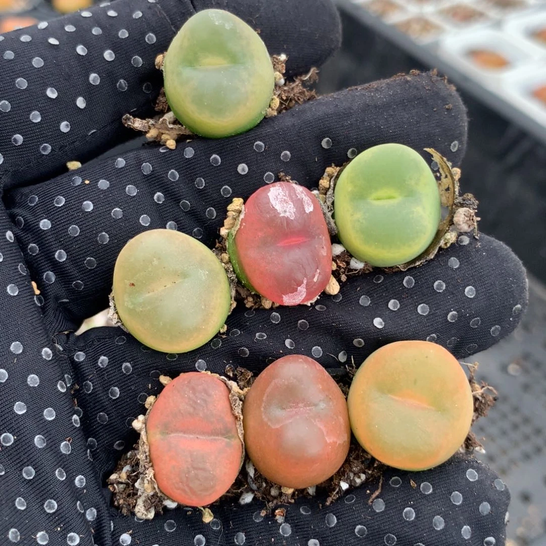 418彩桃一组福利