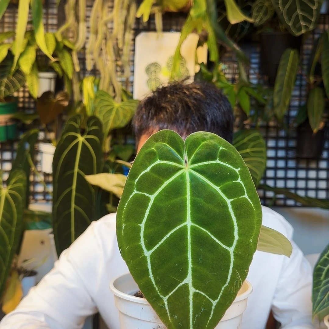 不开花植物S90大风车