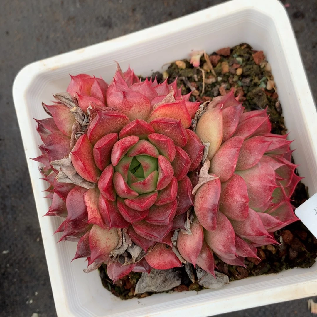 1601杂交精品基地12厘米