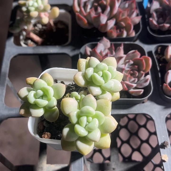 泡泡糖精品多肉植物