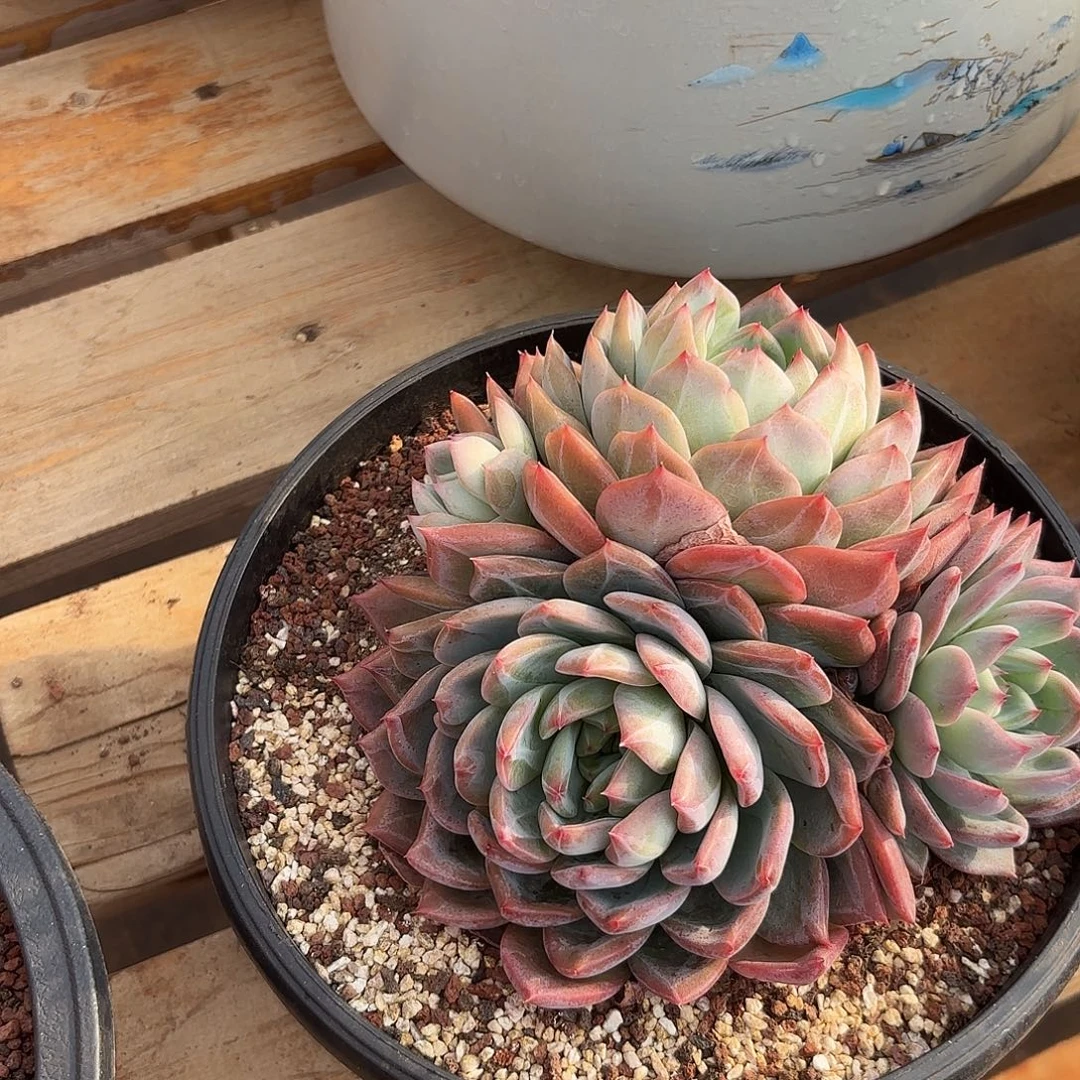 暖***杨红鸾多肉植物多肉