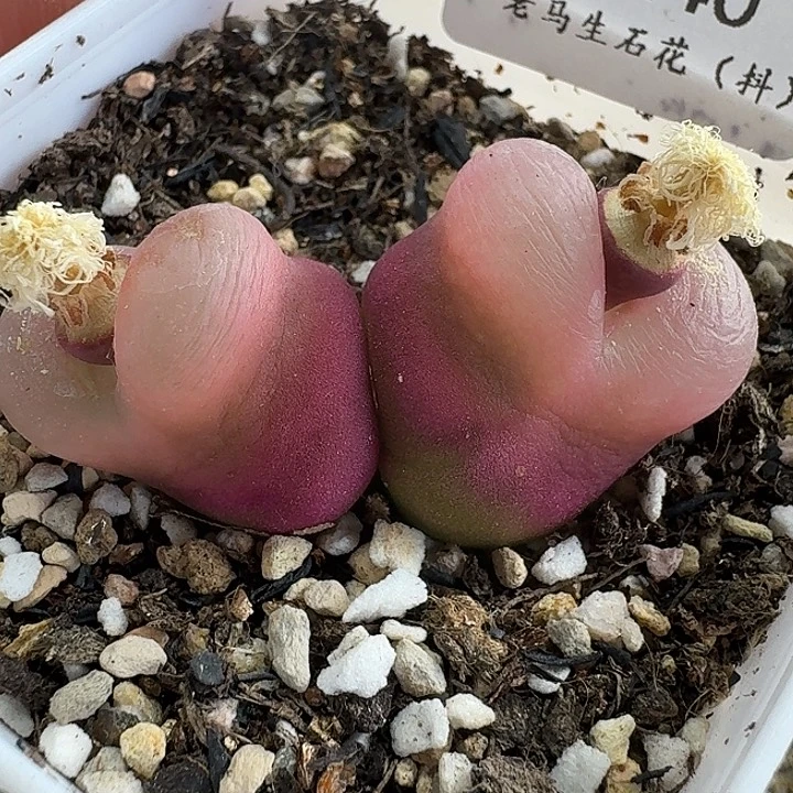老马生石花双头毛1240