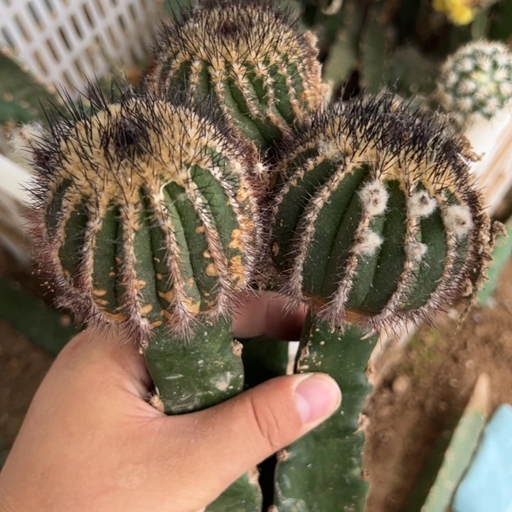 三个苗接优伯球仙人球组合