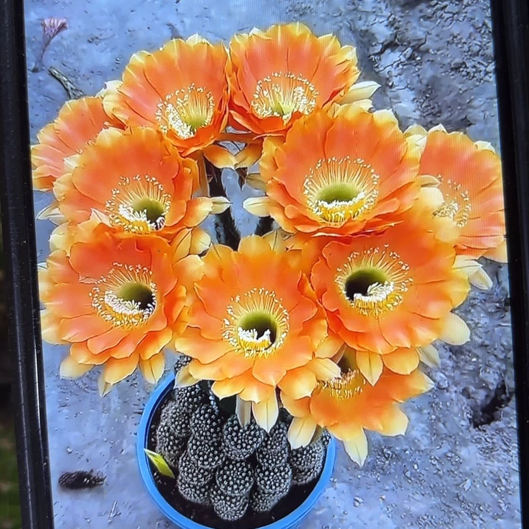 璞玉彩侧牙20包邮仙人球54