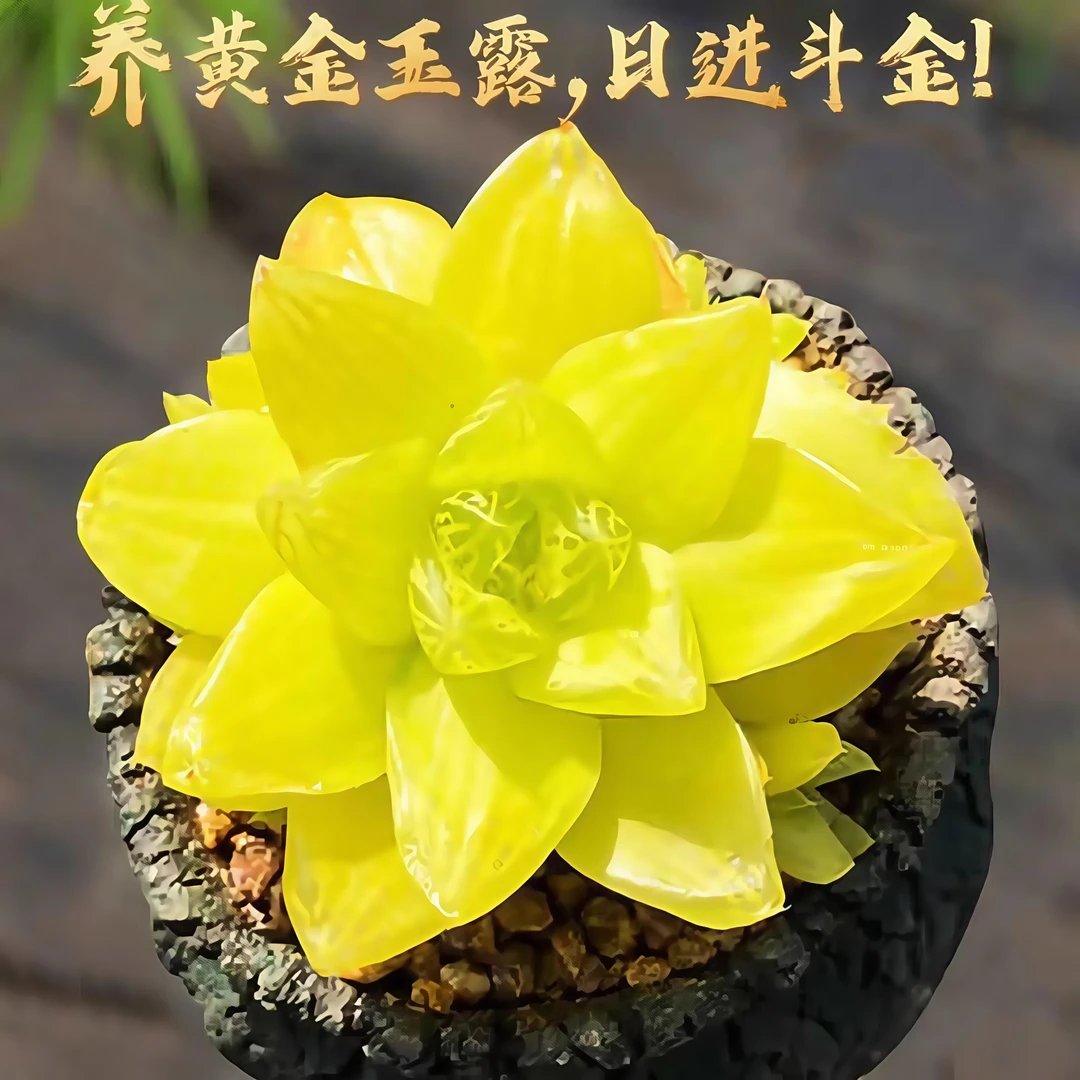【满9.9元包邮】黄金玉露塑料盆6.5cm多肉植物以直播间展示为主
