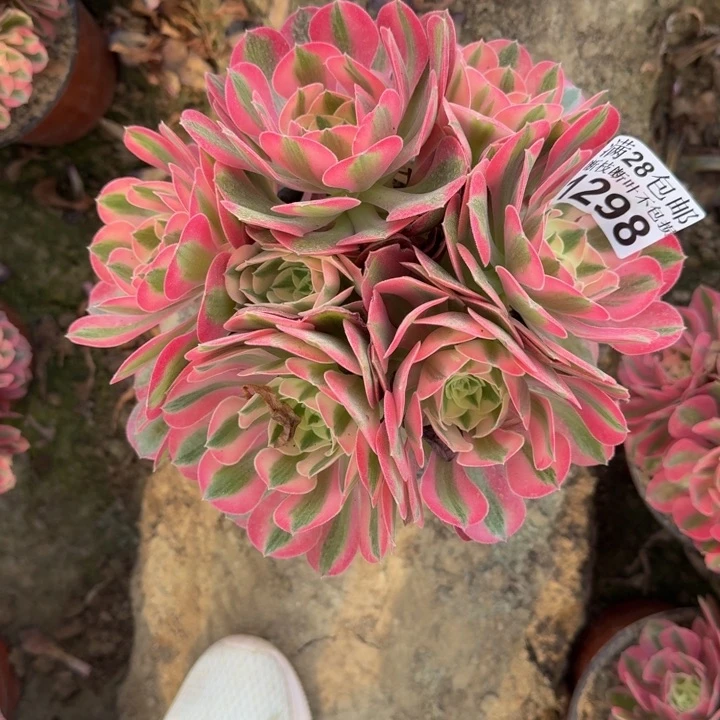 1298女巫多肉植物