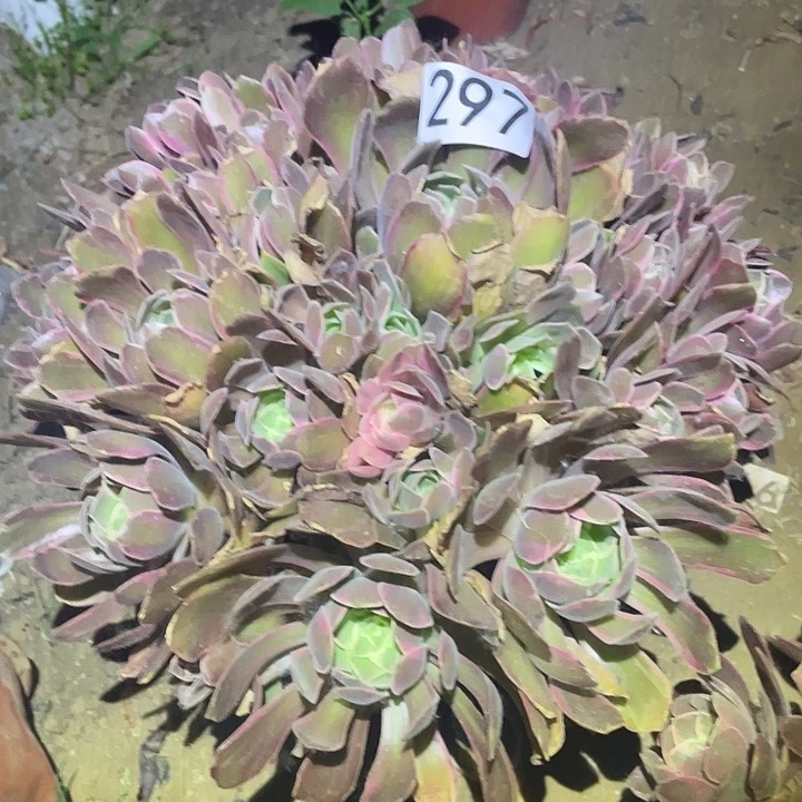 多肉植物法师297浣纱