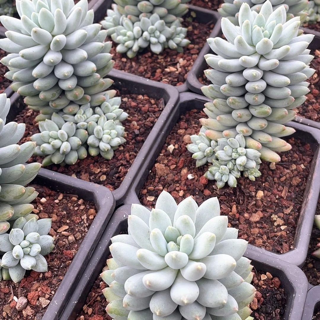 星月菩提多头小群14厘米可挑