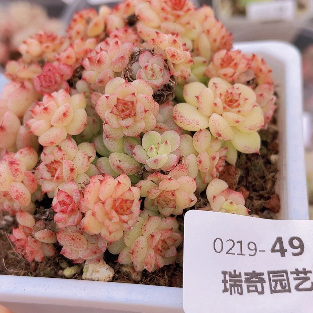 00000000000049量拍