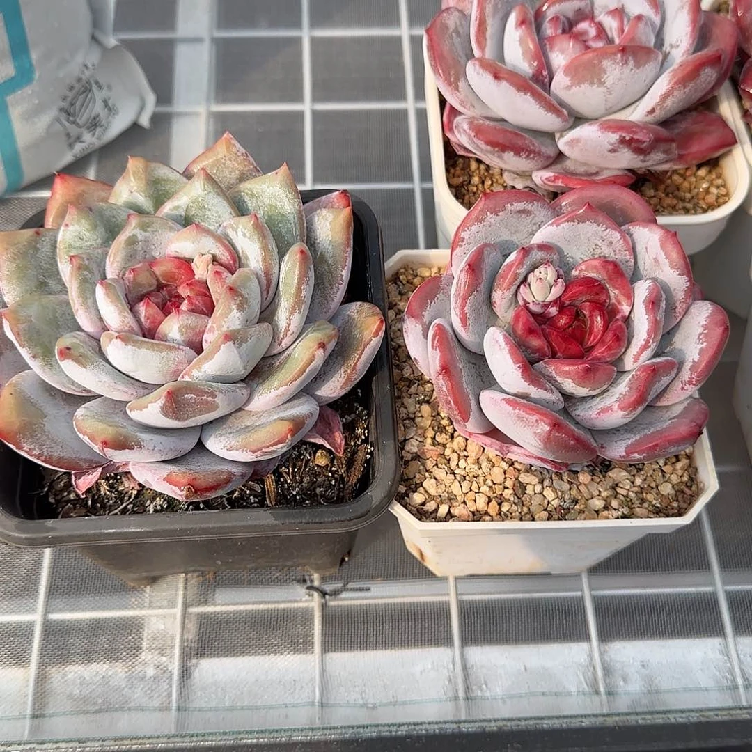 从前慢甄选多肉编号嫦娥