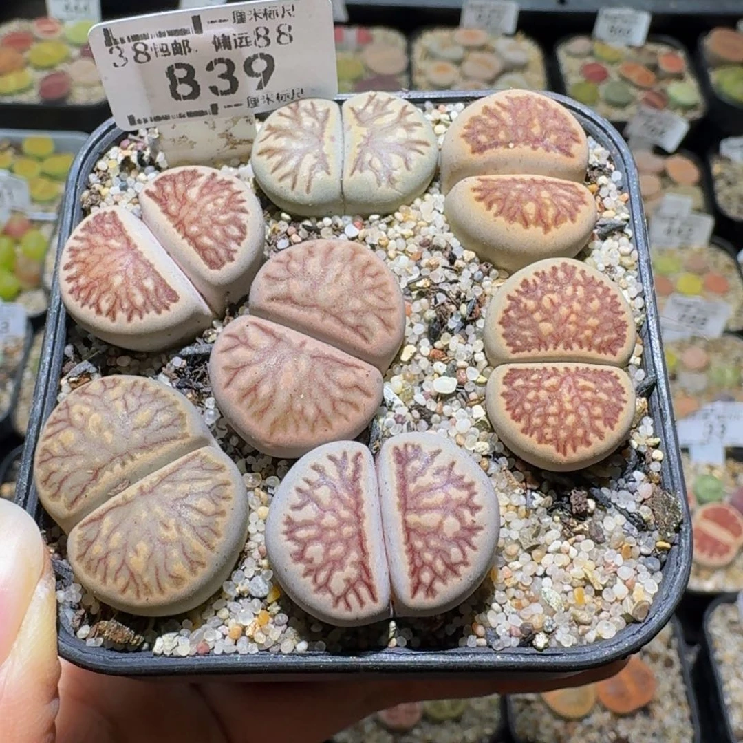 Ssss清货价来了839卡1.8到2.4